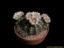 Gymnocalycium nigriareolatum 117